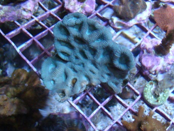  Favia veroni (Moon Coral, Pineapple Coral, Brain Coral, Star Coral)