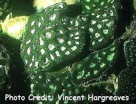  Favites abdita (Moon Coral, Pineapple Coral, Brain Coral, Star Coral)