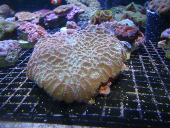  Favites acuticollis (Moon Coral, Pineapple Coral, Brain Coral, Star Coral)