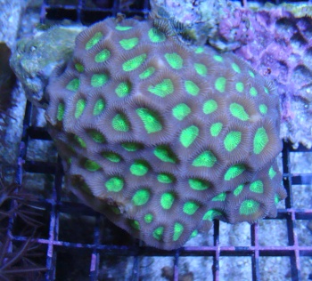  Favites complanata (Moon Coral, Pineapple Coral, Brain Coral, Star Coral)