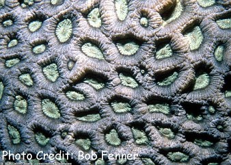  Favites flexuosa (Pineapple Coral)