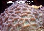  Favites vasta (Pineapple Coral)