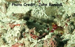  Flabelligobius latruncularia (Fan Shrimp Goby)