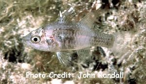  Foa brachygramma (Weed Cardinalfish)