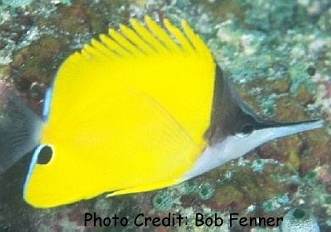  Forcipiger flavissimus (Longnose Butterflyfish, Forceps Butterflyfish )