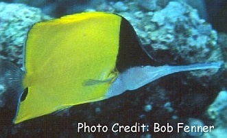  Forcipiger longirostris (Big Longnose Butterflyfish, Big Forceps Butterflyfish)