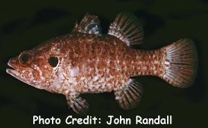  Fowleria variegata (Variegated Cardinalfish)