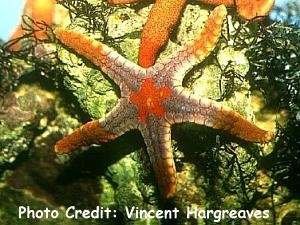  Fromia ghardaquana (Ghardaqa's Brittle Star)