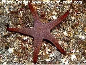  Fromia indica (Indian Brittle Star)