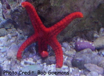  Fromia milleporella (Red Star)