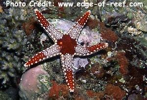  Fromia monilis (Orange Star, Orange Marble Star)