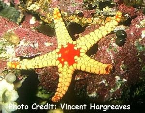  Fromia nodosa (Knotted Brittle Star)
