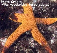  Fromia polypora (Many Pored Star)