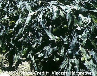  Fucus vesiculosus (Bladder Wrack)