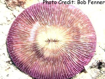  Fungia danai (Mushroom Coral, Plate Coral, Disk Coral)