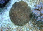  Fungia horrida (Mushroom Coral, Plate Coral, Disk Coral)