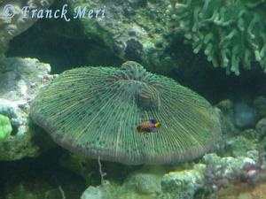  Fungia paumotensis (Mushroom Coral, Plate Coral, Disk Coral)