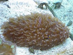  Fungia repanda (Mushroom Coral, Plate Coral, Disk Coral)