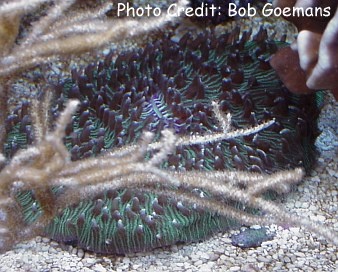  Fungia scutaria (Plate Coral, Mushroom Coral, Disc Coral, or simply Fungia)