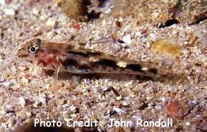  Fusigobius inframaculatus (Innerspotted Sand Goby)