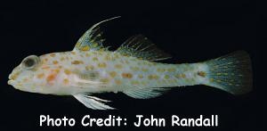  Fusigobius longispinus (Orange-spotted Sand Goby)