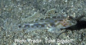  Fusigobius maximus (Large Sand Goby)