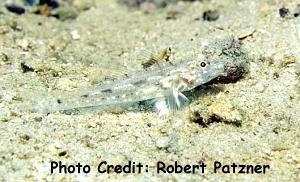  Fusigobius neophytus (Common Fuse Goby)