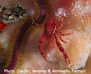  Galathea sp. 2 (Squat Lobster)