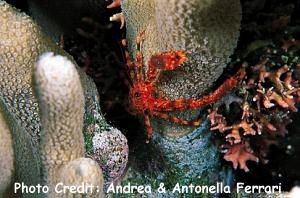  Galathea sp. 5 (Squat Lobster)