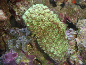  Galaxea astreata (Star Coral, Galaxy Coral, Crystal Coral, Tooth Coral)