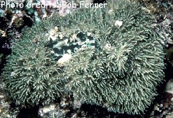  Galaxea fascicularis (Star Coral, Galaxy Coral, Crystal Coral, Tooth Coral)