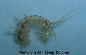  Grammarus sp. (Amphipod)