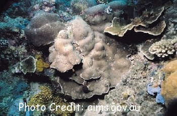  Gardineroseris planulata (Encrusting Coral)