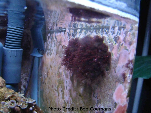  Gelidium pusillum (Red Wire Algae)