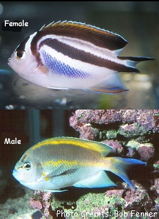  Genicanthus bellus (Ornate Angelfish, Bellus Angelfish, Bellus Lyretail Angelfish)