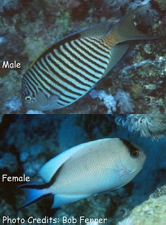  Genicanthus caudovittatus (Zebra Angelfish, Red Sea Swallowtail Angelfish)