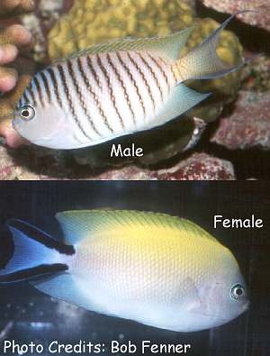  Genicanthus melanospilos (Blackspot Angelfish, Spotbreast Angelfish, Japanese Swallowtail Angelfish)