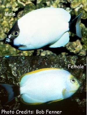  Genicanthus personatus (Masked Angelfish)