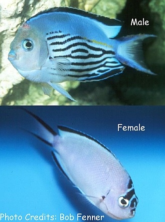  Genicanthus watanabei (Watanabe Angelfish)