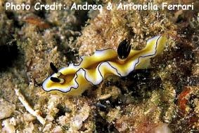  Doriprismatica atromarginata (Sea Slug)