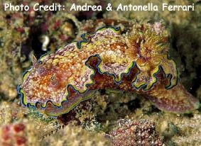  Glossodoris cincta (Sea Slug)