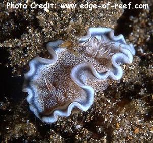  Glossodoris hikuerensis (Sea Slug)