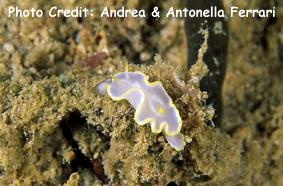  Glossodoris pallida (Sea Slug)