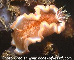  Glossodoris rufomarginata (Sea Slug)