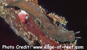  Doriprismatica stellatus (Sea Slug)