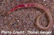  Glycera rouxi (Snake Worm)