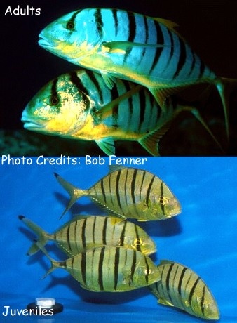  Gnathanodon speciosus (Pilotfish, Golden Trevally)