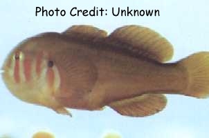  Gobiodon atrangulatus (Clown Goby)