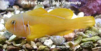  Gobiodon citrinus (Citron Clown Goby)