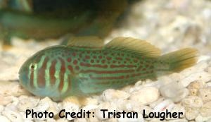  Gobiodon histrio (Green Clown Goby)